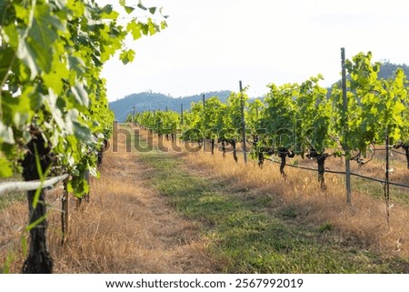 Close-up view of green grape clusters on sunlight, highlighting the natural beauty of vineyard for organic farming and sustainable viticulture, emphasizing fresh for harvest and wine production.