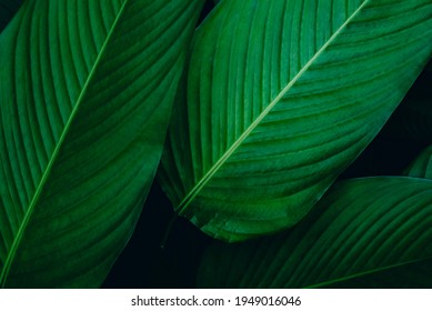 Closeup  View Of Green Leaf In Garden, Dark Wallpaper Concept, Nature Background, Tropical Leaf