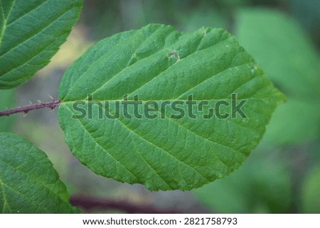 A close-up view of a green leaf with visible veins and texture. The leaf is surrounded by other greenery in a natural setting during the daytime.