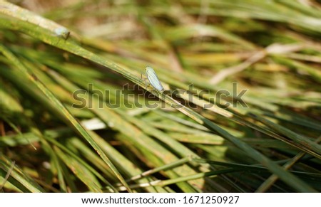 Close-up view of a green leafhopper
