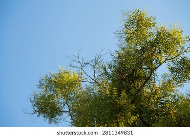 Close-up view of green leafy tree branches with some dry twigs against a clear blue sky, showcasing natural foliage and bright sunlight.