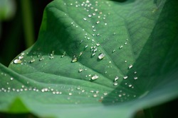 Close-up View Of A Green Lush Lotus Leaf With Water Droplets That Roll On The Hydrophobic Surface And Glitter Under Bright Summer Sunshine (shallow Focus And Blurred Background Effect)