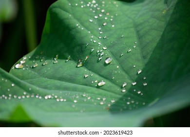 Close-up view of a green lush lotus leaf with water droplets that roll on the hydrophobic surface and glitter under bright summer sunshine (shallow focus and blurred background effect) - Powered by Shutterstock