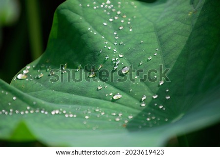 Close-up view of a green lush lotus leaf with water droplets that roll on the hydrophobic surface and glitter under bright summer sunshine (shallow focus and blurred background effect)