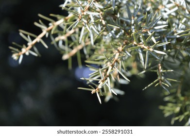 Close-up view of green needle-like leaves of a coniferous tree showcasing nature's intricate details - Powered by Shutterstock