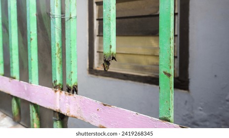 Close-up view of a green and pink iron house fence which is badly corroded due to rust spreading all over the iron surface.