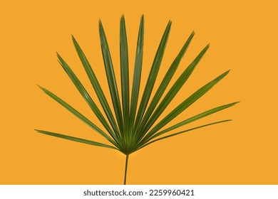 The close-up view of green saw palmetto leaves before the orange background