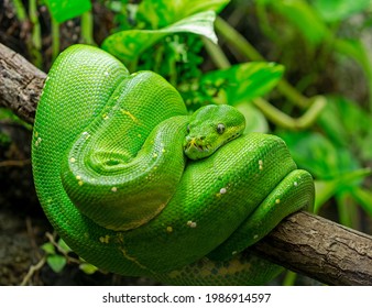Close-up view of a green tree python (Morelia viridis)