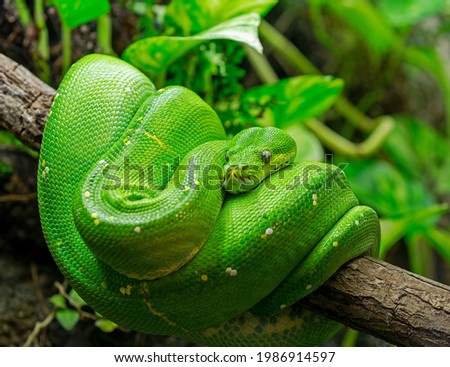 Close-up view of a green tree python (Morelia viridis)