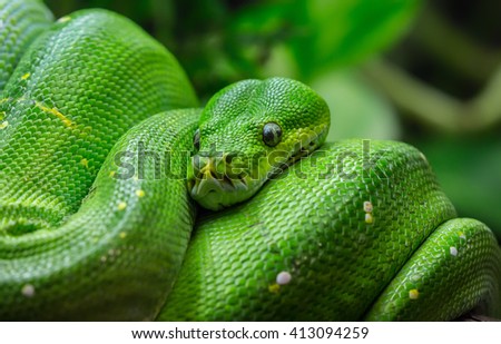 Close-up view of a green tree python (Morelia viridis)