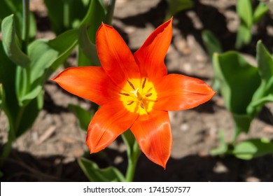 Close-up view of a Greigii tulip Toronto in a garden