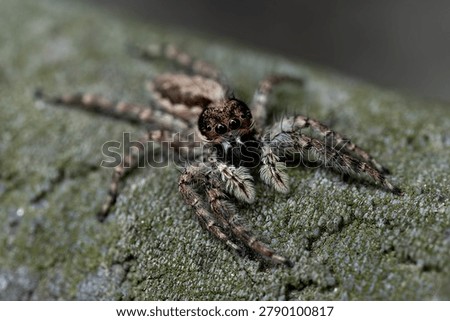 Closeup view of a Grey Wall Jumping Spider displaying fine hairs, camouflage patterns, and characteristic jumping spider features.