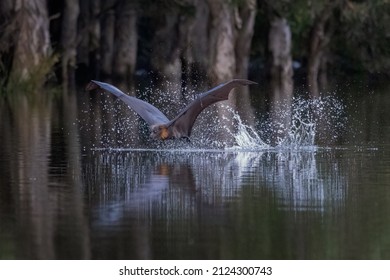 Close-up view of a grey-headed flying-fox, Pteropus poliocephalus, just after skimming the surface of a pond to cool down and get a drink, leaving a track of splashing water behind it. - Shutterstock ID 2124300743