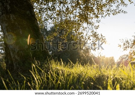 Close-up view from ground level of olive tree trunk and fresh green grass in warm sunlight, soft bokeh background and gentle evening light