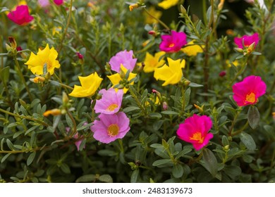 A close-up view of a group of beautiful pink, red and yellow flowers blooming on the ground, commonly seen in parks or residences in the Thai countryside. - Powered by Shutterstock