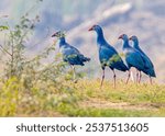 A closeup view of a group of purple Swamphen in a field