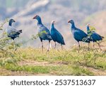 A closeup view of a group of purple Swamphen in a field