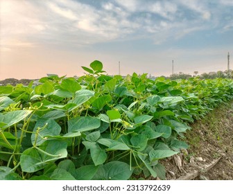 Closeup view of growing green beans on a bush in the middle of a beautiful garden during the sunny summer. Fresh green beans. Green beans are almost harvested. - Powered by Shutterstock