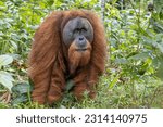 The close-up view of a hairy Tapanuli orangutan in the greenery