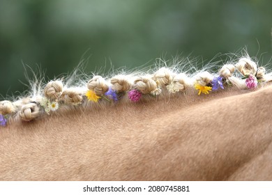 Close-up view of hand braided mane include flowers of a light brown horse with a blonde mane. Beautiful purebred horse with a braided mane in the summer ranch