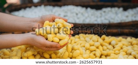 Close-Up View of Hand Touch with Silkworm Cocoons. The Natural Source of Luxurious Silk.