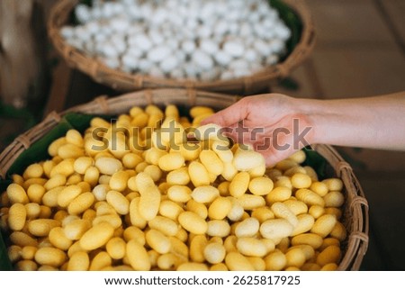Close-Up View of Hand Touch with Silkworm Cocoons. The Natural Source of Luxurious Silk.