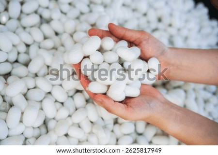 Close-Up View of Hand Touch with Silkworm Cocoons. The Natural Source of Luxurious Silk.
