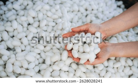 Close-Up View of Hand Touch with Silkworm Cocoons. The Natural Source of Luxurious Silk.