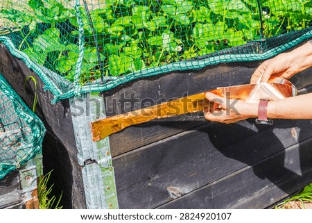 Close-up view of hands applying copper tape to strawberry raised garden bed as barrier against slugs. Sweden.