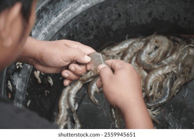 Close-up view of hands carefully examine fresh shrimp - Powered by Shutterstock