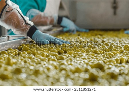 A close-up view of hands dressed in protective gloves carefully touching green olives on a conveyor belt in a modern processing factory.
