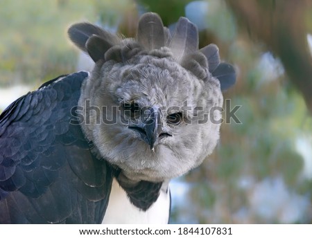 Close-up view of a Harpy eagle (Harpia harpyja)