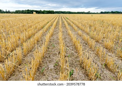 close-up view of a harvested wheat field