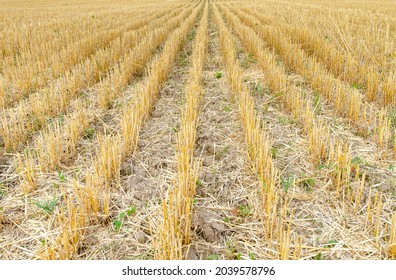 close-up view of a harvested wheat field