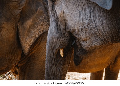 Close-up view of the head of an Asian elephant. Close-up of an elephant's mouth with small tusks. Mighty elephant close up - Powered by Shutterstock