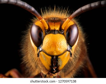 Close-up view of head of live European hornet (Vespa crabro)--the largest eusocial wasp native to Europe (4 cm) and the only true hornet found in North America, introduced there in the 1800s. 