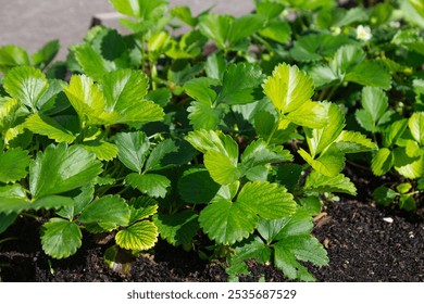 A close-up view of healthy green strawberry plants thriving in a garden. The leaves are vibrant, reflecting sunlight, and the soil appears rich, emphasizing the vitality and natural beauty of the plan - Powered by Shutterstock