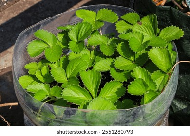 Close-up view of healthy strawberry plants in a recycled plastic bottle. Vibrant Green Strawberry Plants Thriving in a Recycled Plastic Bottle Container, Basking in the Sunlight - Powered by Shutterstock