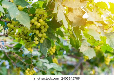 Close-up view of healthy young grapes hanging on the stems among their leaves in garden, Beautiful growing organic grape vine in garden. A bunch of green grapes. Unripe grape bunches. Selective focus. - Powered by Shutterstock