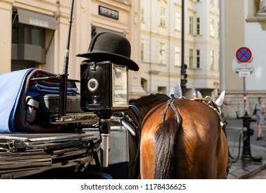 Closeup View Of Horse Back In Carriage In Vienna.