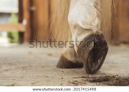 Close-up view of horse hoof just being cleaned. The dust from the hoof can be seen on the ground. Palomino horse leg view. Low angle shot.
