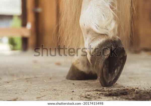 Close-up view of horse hoof just being cleaned. The\
dust from the hoof can be seen on the ground. Palomino horse leg\
view. Low angle shot.