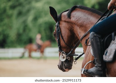 Close-up view of a horse with rider during an outdoor equestrian training session. Captures the details and focus of equestrian practice. - Powered by Shutterstock