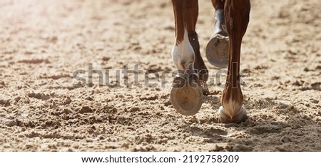 Close-up view of the horse's hoofs during show jumping event, horse running in sand