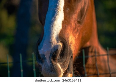 A close-up view of a horse's nose peeking curiously through the fence, capturing the essence of equine curiosity. - Powered by Shutterstock