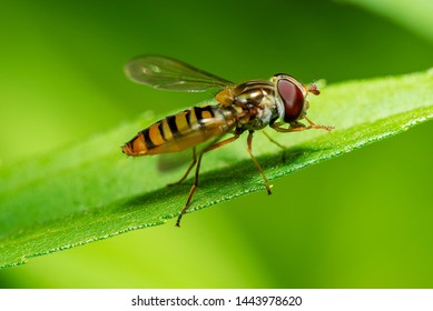 closeup view of a hoverfly - family Syrphidae