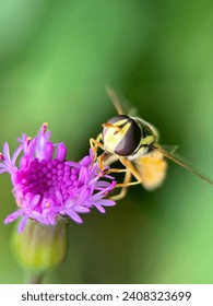 A close-up view of the hoverfly's face is perched on a reddish pink flower