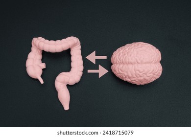 Close-up view of a human gut model and a detailed brain figurine isolated on black background with bilateral arrows. Brain and stomach interconnection concept.