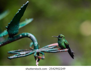 The close-up view of a hummingbird perching on the steel garden ornament - Powered by Shutterstock