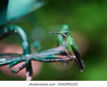 The close-up view of a hummingbird perching on the steel garden ornament - Powered by Shutterstock